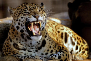 惊！某电竞选手数据断崖式下跌，背后原因令人心疼